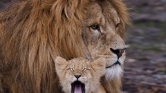 Animals Lions wildlife