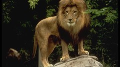 Animals Lions wildlife