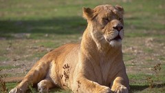 Animals Lions wildlife