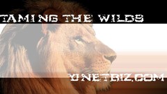 Animals Lions wildlife