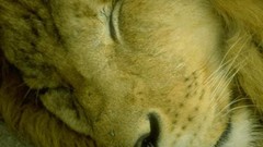 Animals Lions wildlife