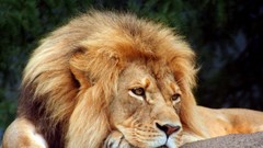 Animals Lions wildlife