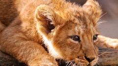 Animals Lions wildlife baby animals