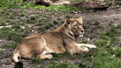 Animals Lions wildlife feline