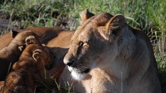 Animals Lions wildlife feline baby animals