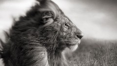 Animals Lions wildlife grayscale