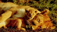 Animals Lions wildlife lei