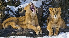 Animals Lions yawning