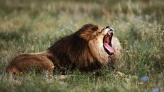 Animals Lions yawns