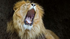 Animals Lions yawns