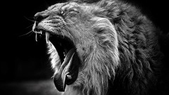 Animals Lions yawns grayscale
