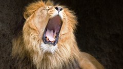 Animals Lions yawns wildlife