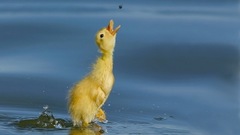 Animals little duck water