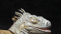 Animals lizard Reptiles