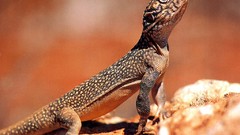 Animals lizards