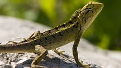 Animals lizards