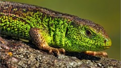 Animals lizards