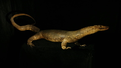 Animals lizards animal