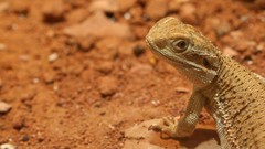 Animals lizards multiscreen