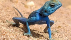 Animals lizards reptile