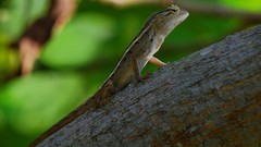 Animals lizards Reptiles