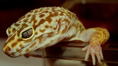 Animals lizards Reptiles