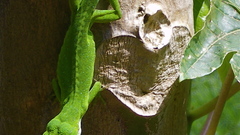 Animals lizards Reptiles