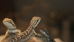 Animals lizards Reptiles bearded