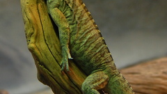 Animals lizards Reptiles eidechse