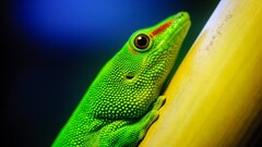 Animals lizards Reptiles macro closeup colorful