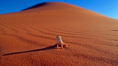 Animals lizards wildlife deserts