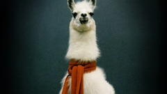 Animals llama