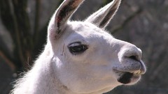 Animals llama