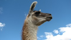 Animals llama