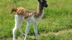 Animals llama