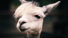 Animals llama