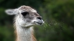 Animals llama