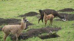 Animals llama animal