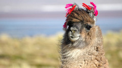 Animals llama animal