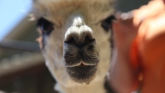 Animals llama animal