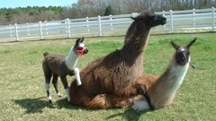 Animals llama baby animals