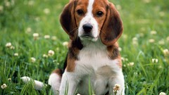 Animals love beagle