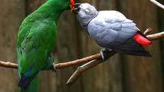 Animals love Birds Parrots kissing