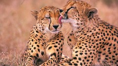 Animals love break cheetahs wild animals