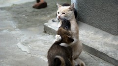 Animals love cats Dogs friendship