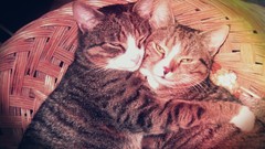 Animals love cats ears Brothers vintage hugging whiskers pets 