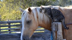 Animals love cats Horses
