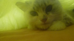 Animals love cats Kittens