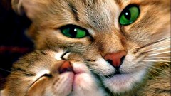 Animals love cats Kittens green eyes
