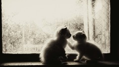 Animals love cats window Kittens monochrome pets